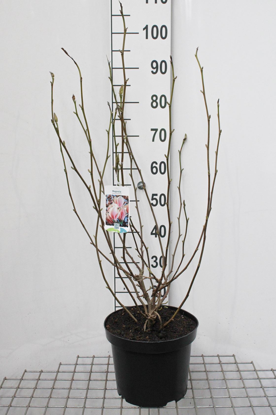 Magnolia x soulangeana - pot 10L - 60-80 cm