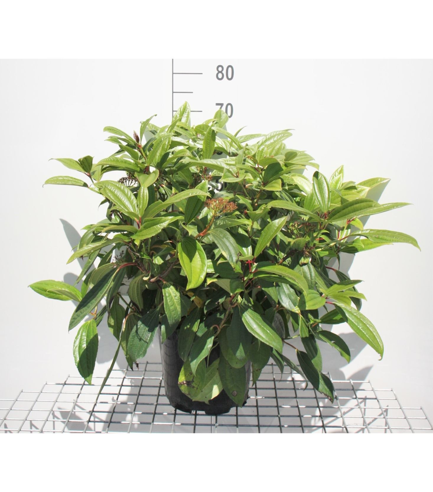 Viburnum davidii - pot 10L - 40-50 cm