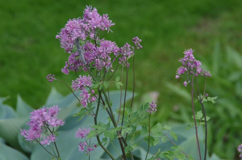 Plantenfiche-Thalictrum-aquilegifolium-Thundercloud-