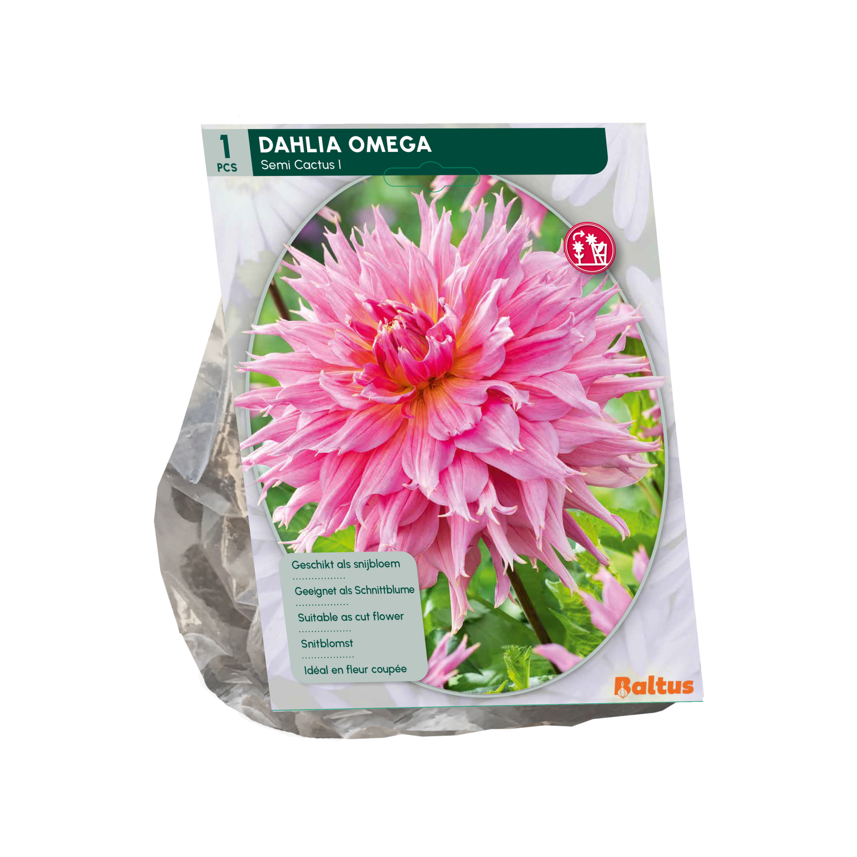 Baltus dahlia 'Semi-cactus Omega' - Najaarsbloeiers - 1 bol (roze)