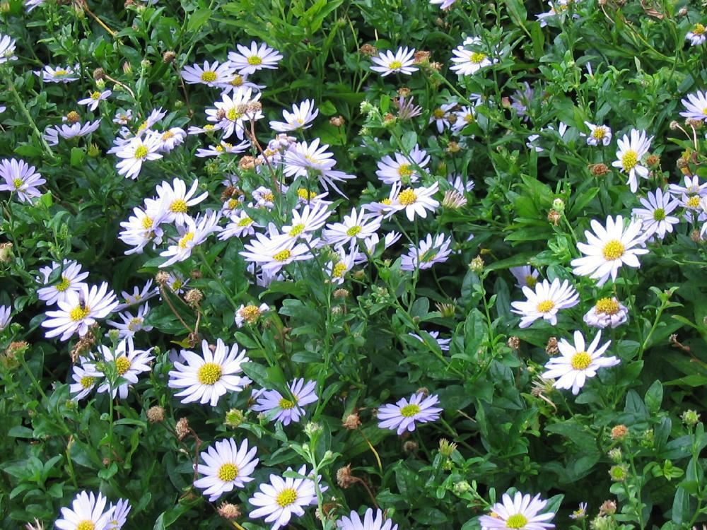 Plantenfiche-Kalimeris-incisa-Blue-Star-