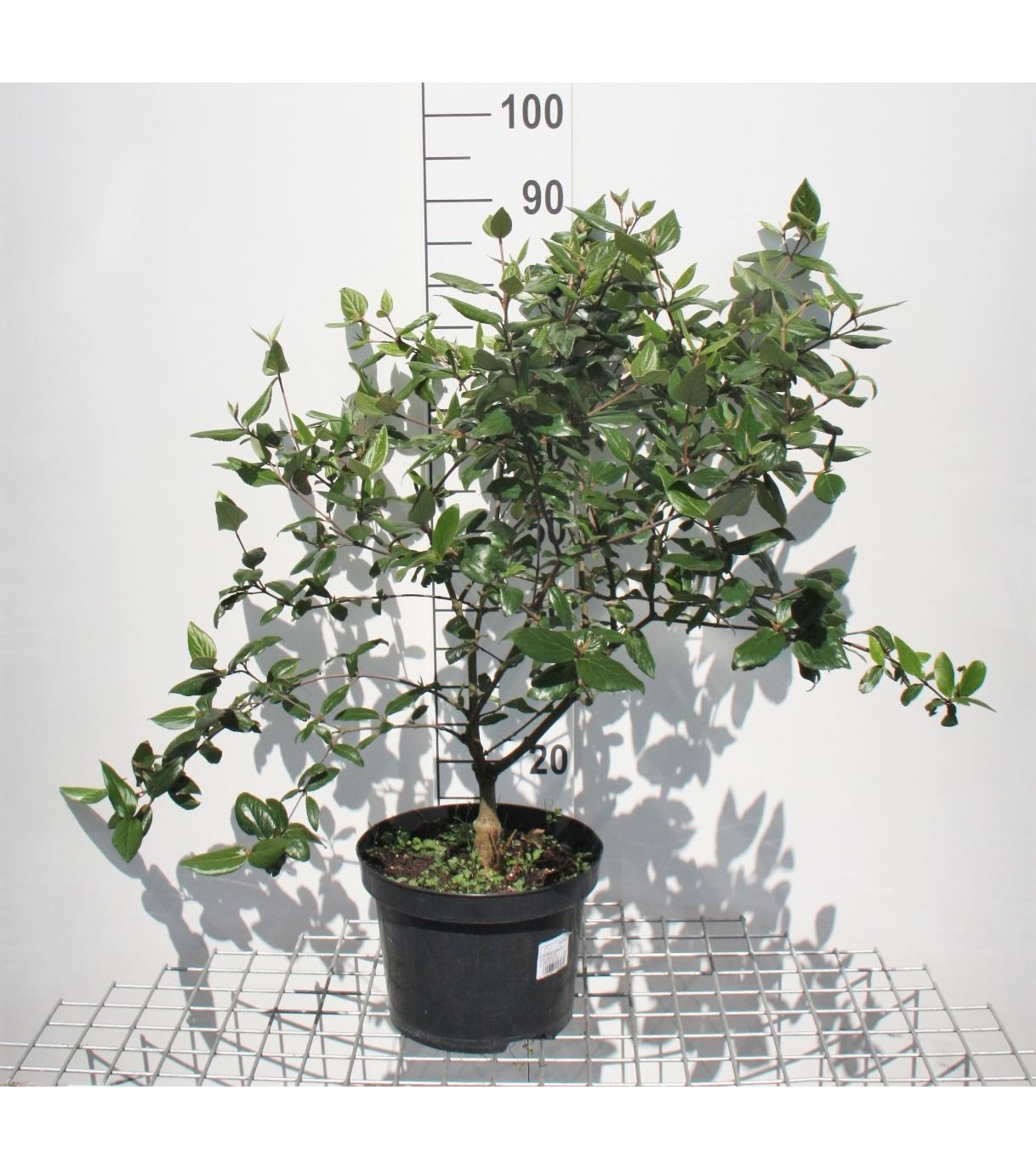 Viburnum x burkwoodii - pot 10L - 60-80 cm