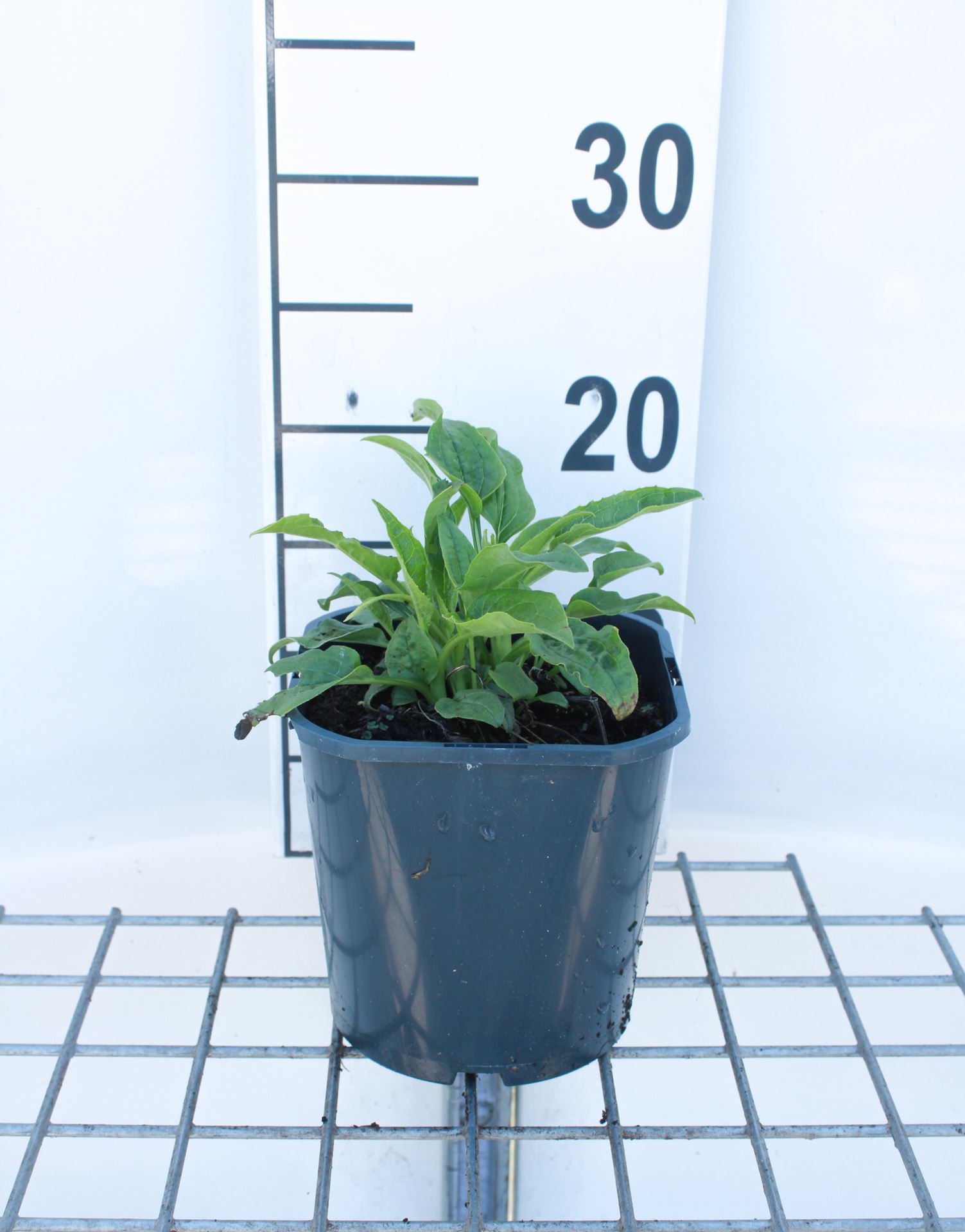 Echinacea purpurea 'Alba' - pot 2L