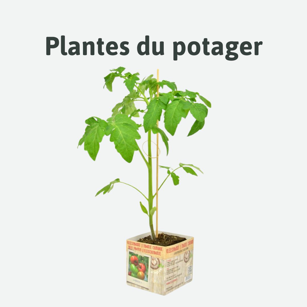 plantes du potager