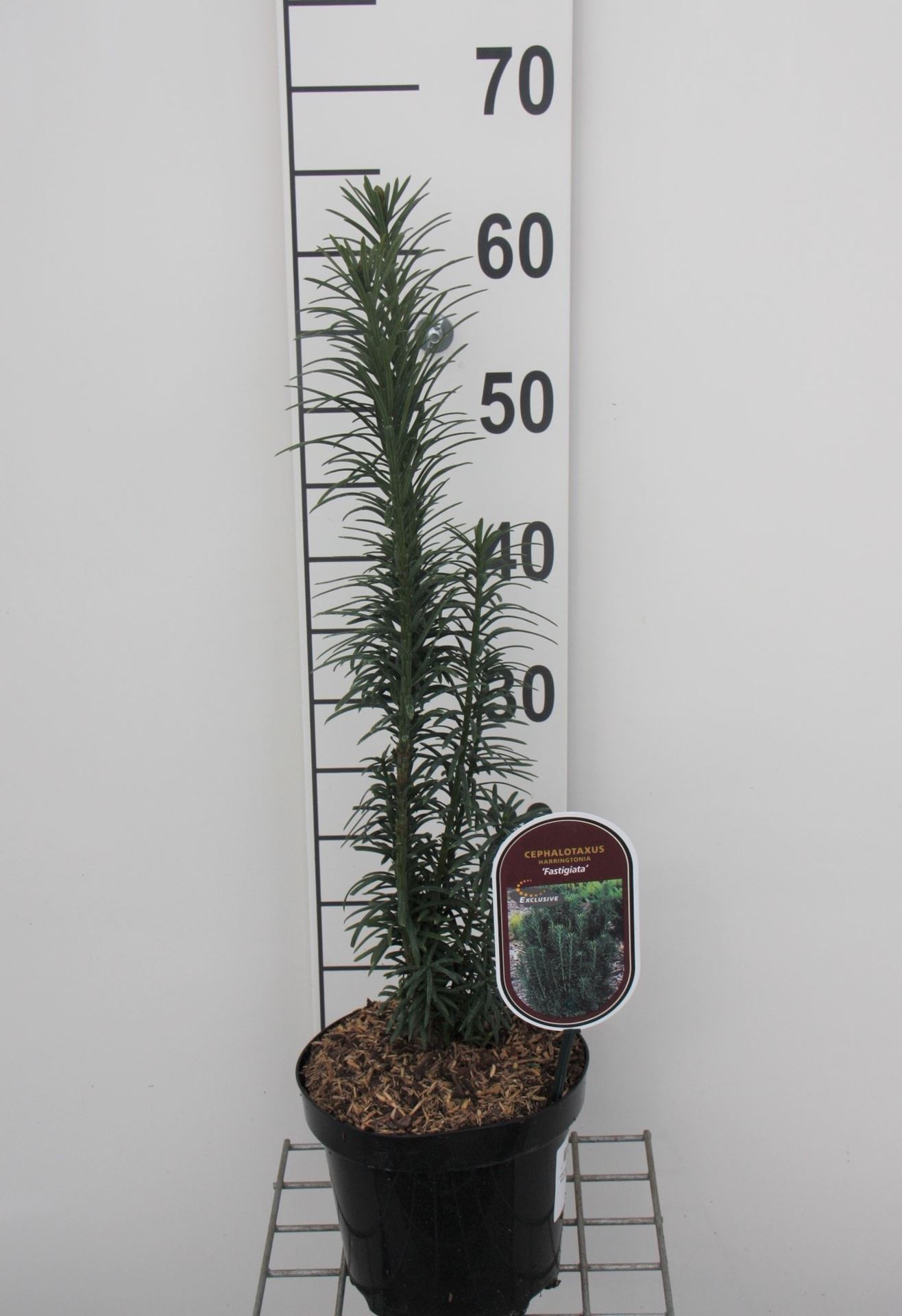 Cephalotaxus harringtonii 'Fastigiata' - pot - 20-25 cm