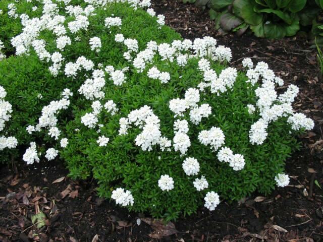 Plantenfiche-Iberis-sempervirens-Appen-Etz-