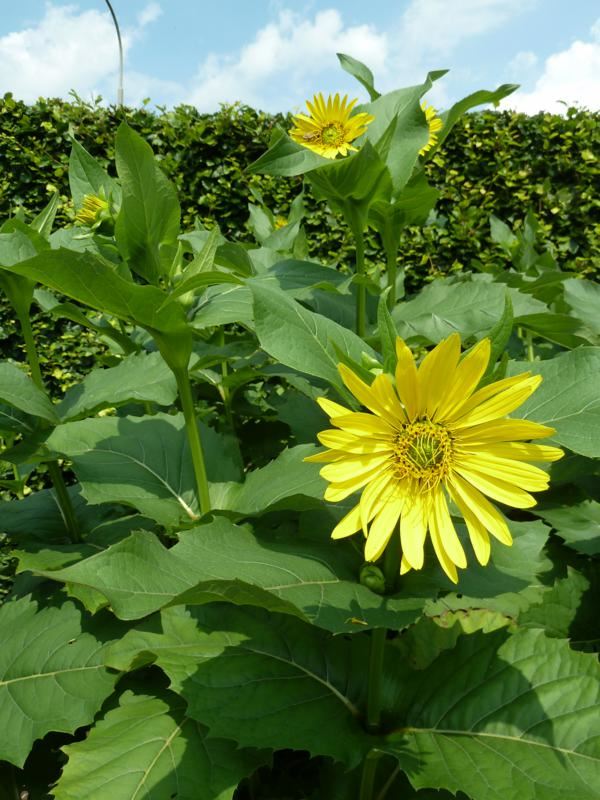 Plantenfiche-Silphium-perfoliatum