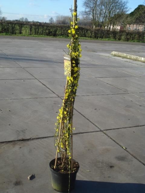 Jasminum nudiflorum - pot 10L - 175-200 cm