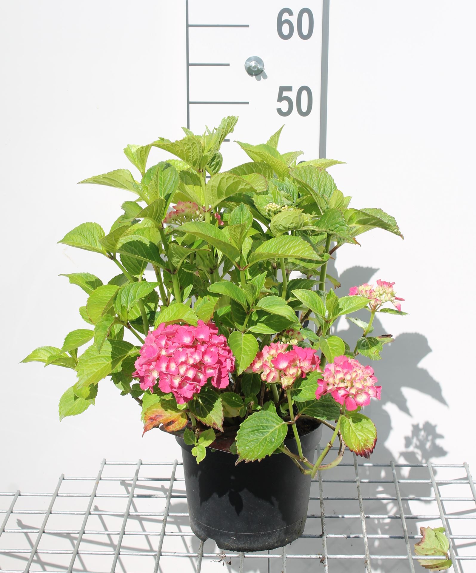 Hydrangea macrophylla - rood - pot - 25-30 cm
