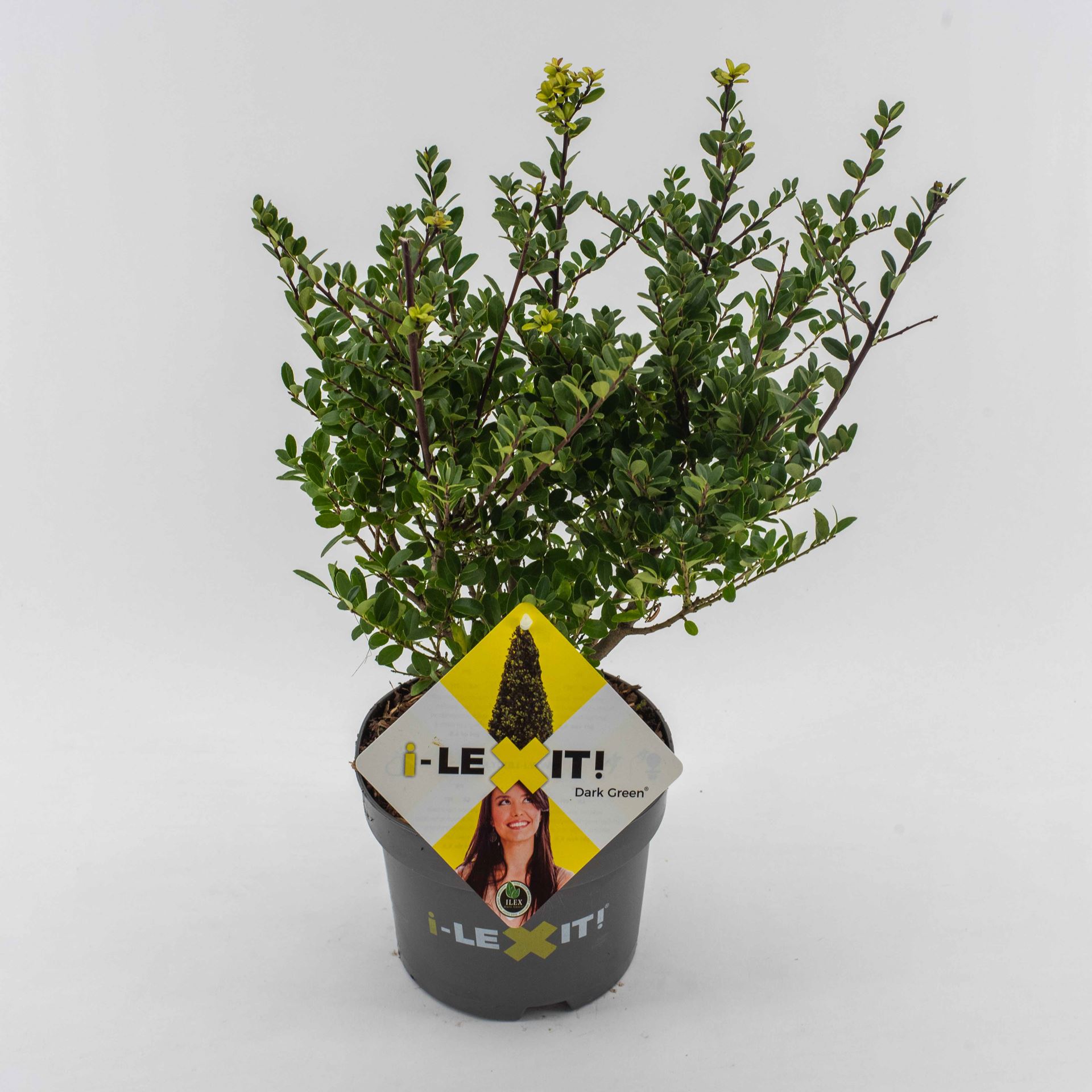 Ilex crenata 'Icoprins11' (Dark Green) - pot 2L - 20-25 cm - struik