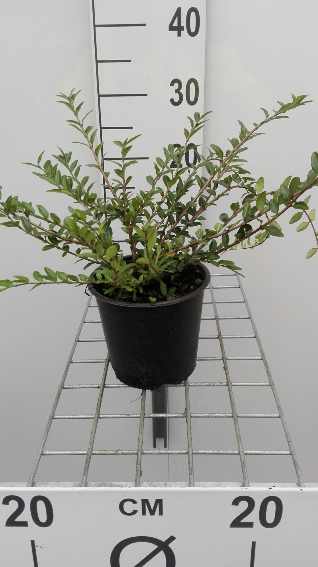 Lonicera pileata - pot 1,3L - 25-30 cm