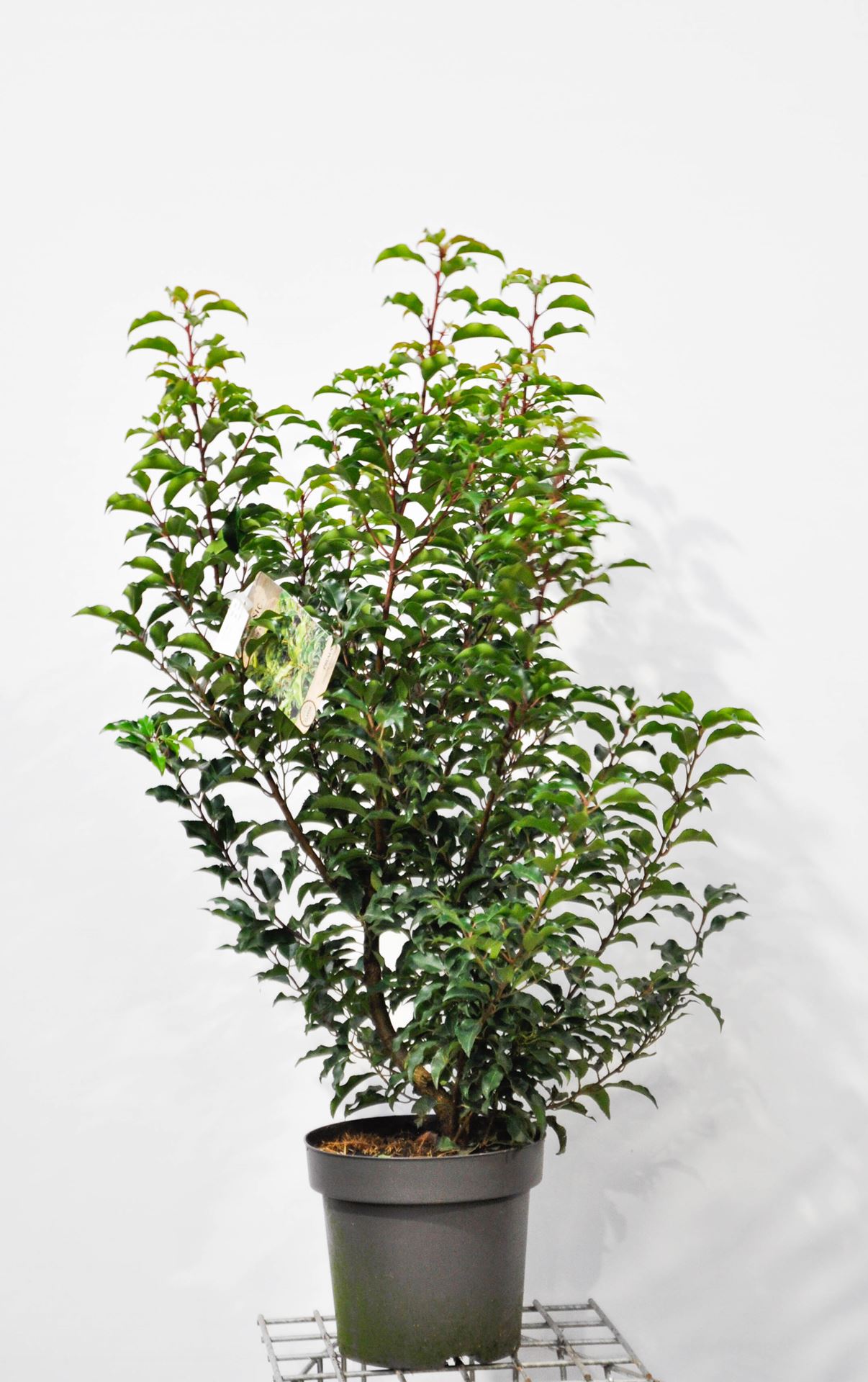 Prunus lusitanica 'Brenelia' - pot 12L - 80-100 cm - bush