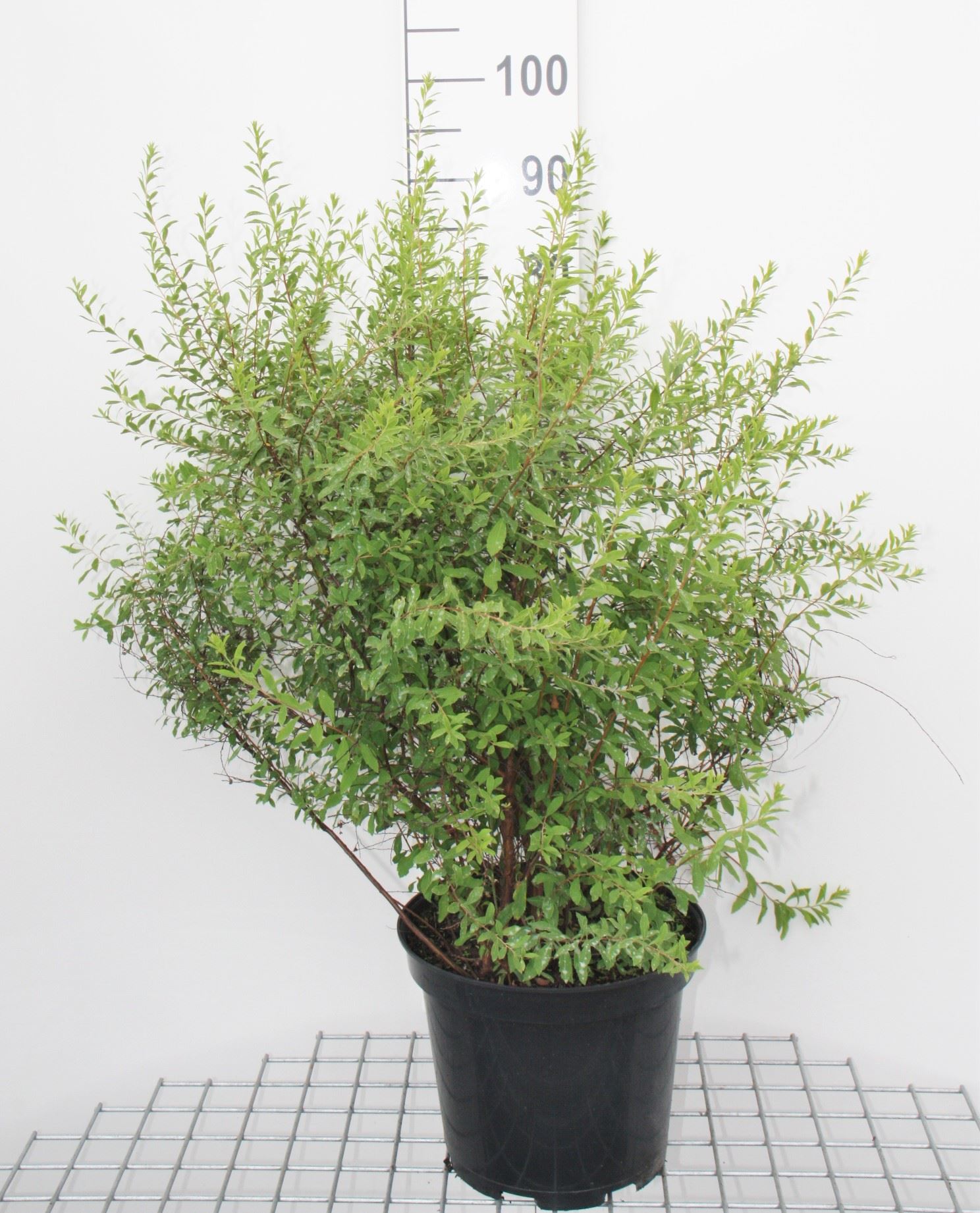 Spiraea x arguta - pot 10L - 60-80 cm