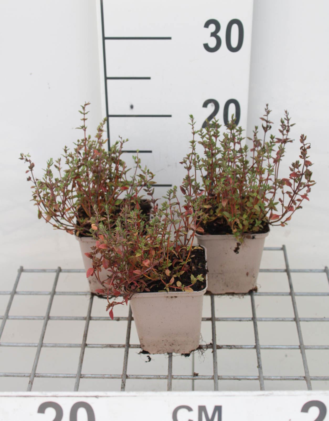 Tijm - keukentijm - pot 9x9 cm (Thymus vulgaris)