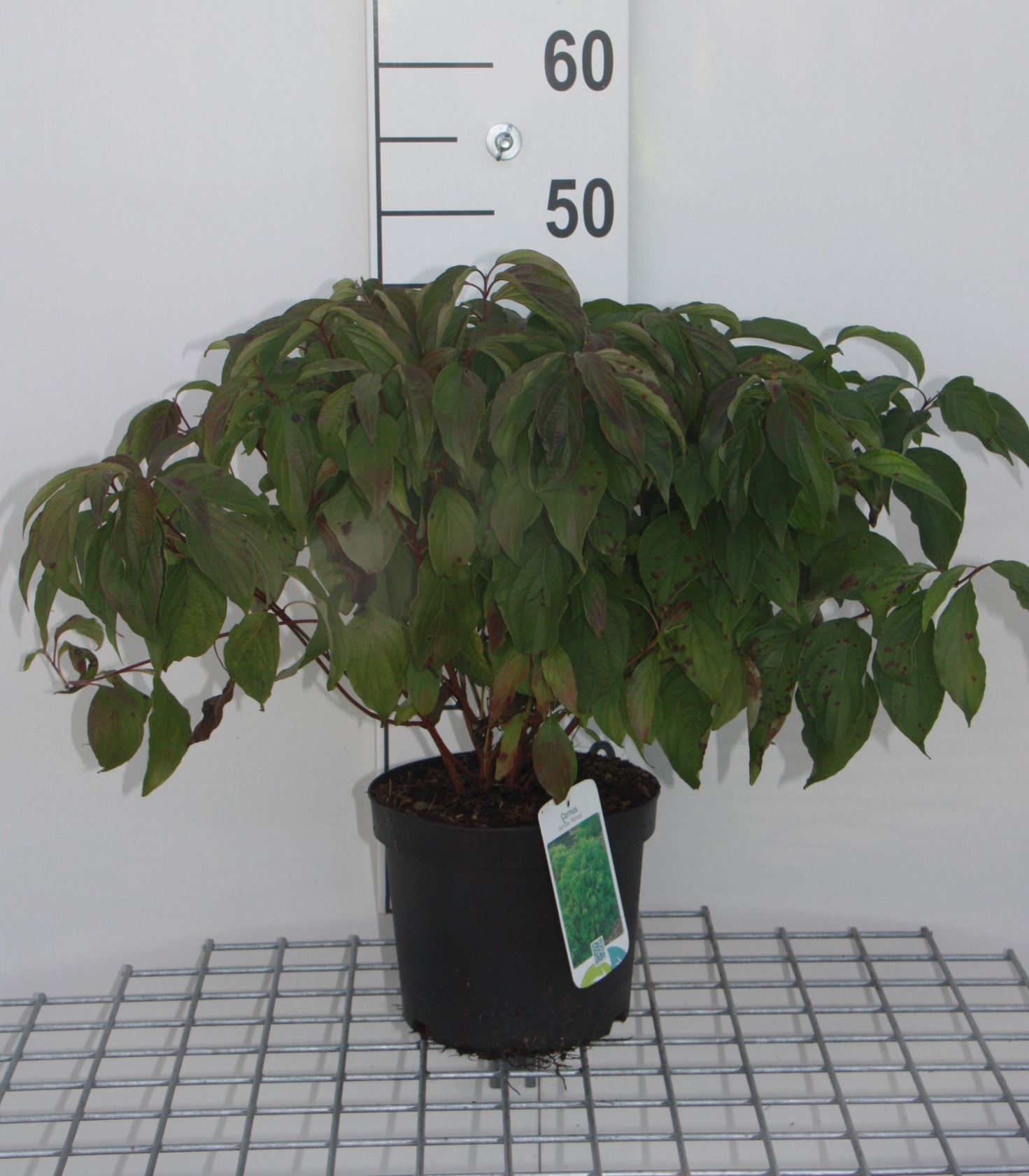 Cornus sericea 'Kelseyi' - pot - 30-40 cm