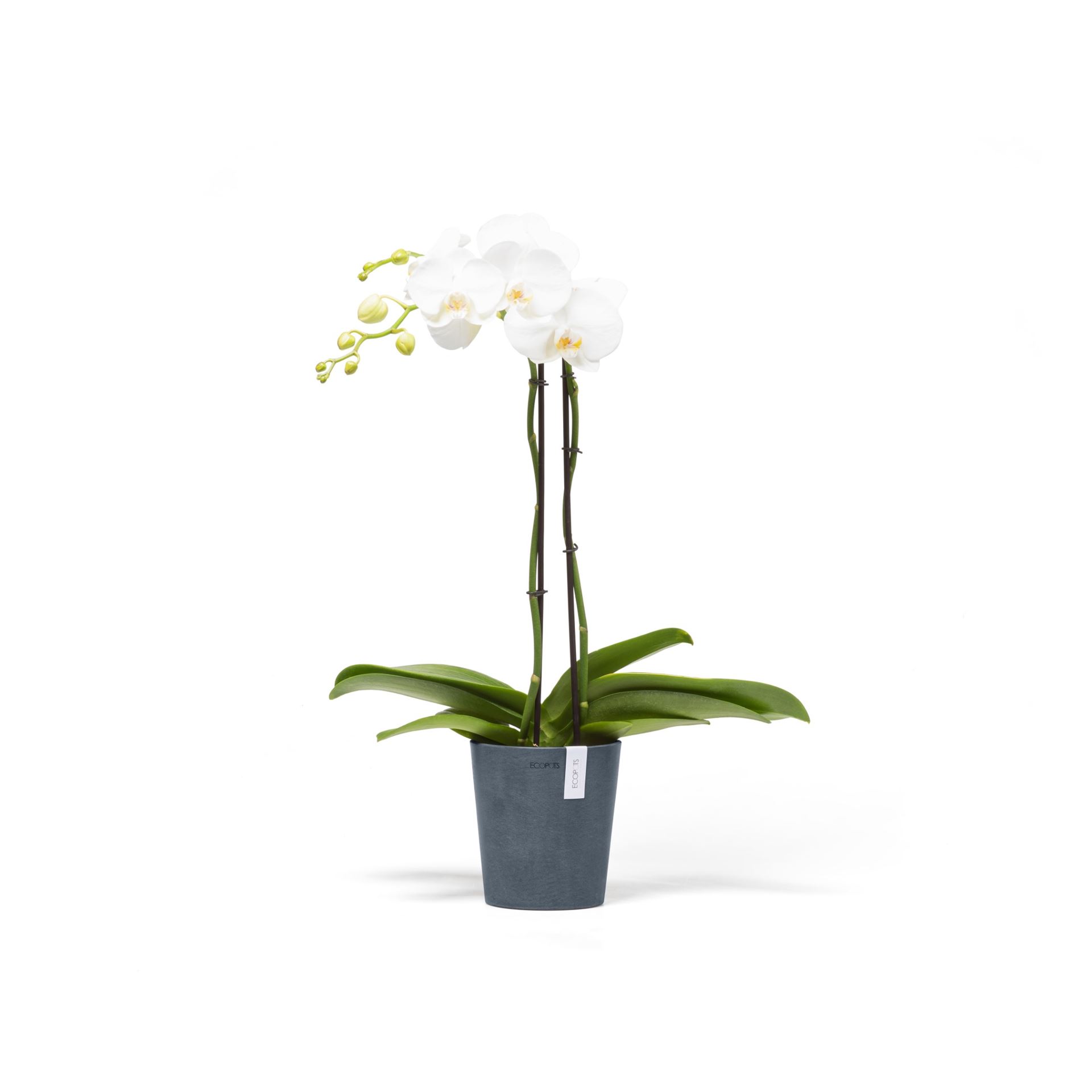 Ecopots-morinda-dark-bue-14-cm-H16-cm-LIMITED-EDITION