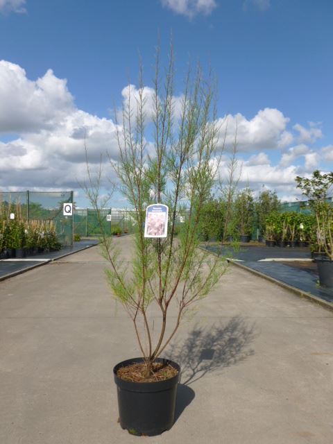 Tamarix tetrandra - pot 10L - 80-100 cm