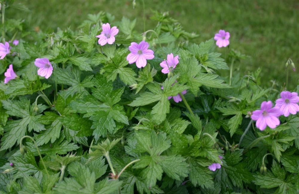 Plantenfiche-Geranium-x-oxonianum-Lady-Moore-
