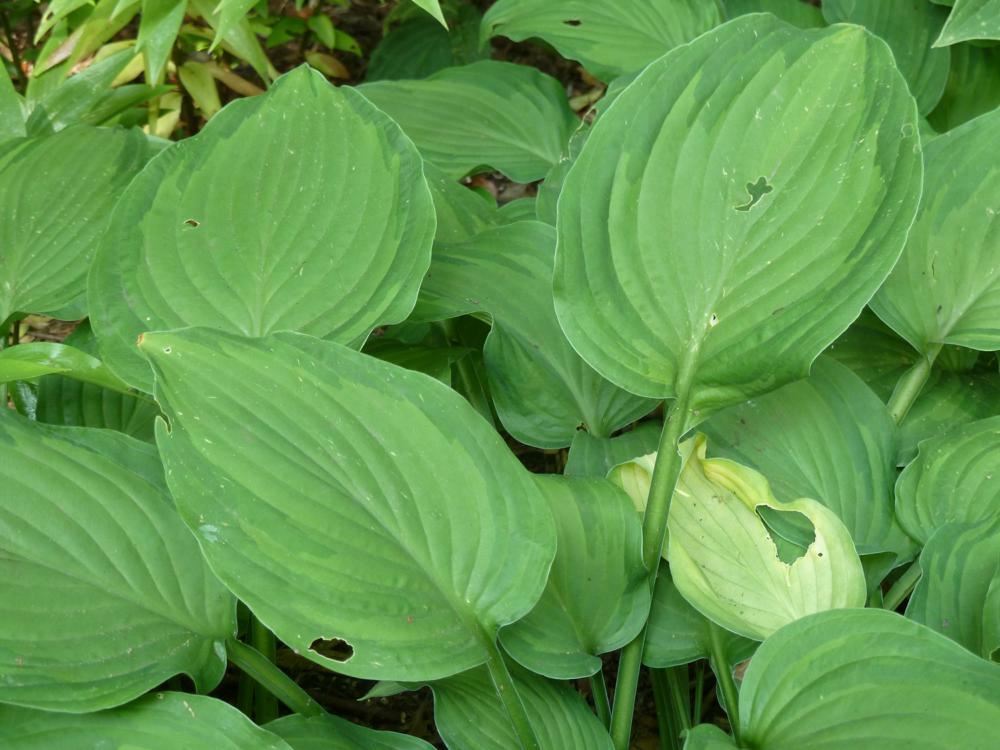 Plantenfiche-Hosta-Fortunei-Albopicta-