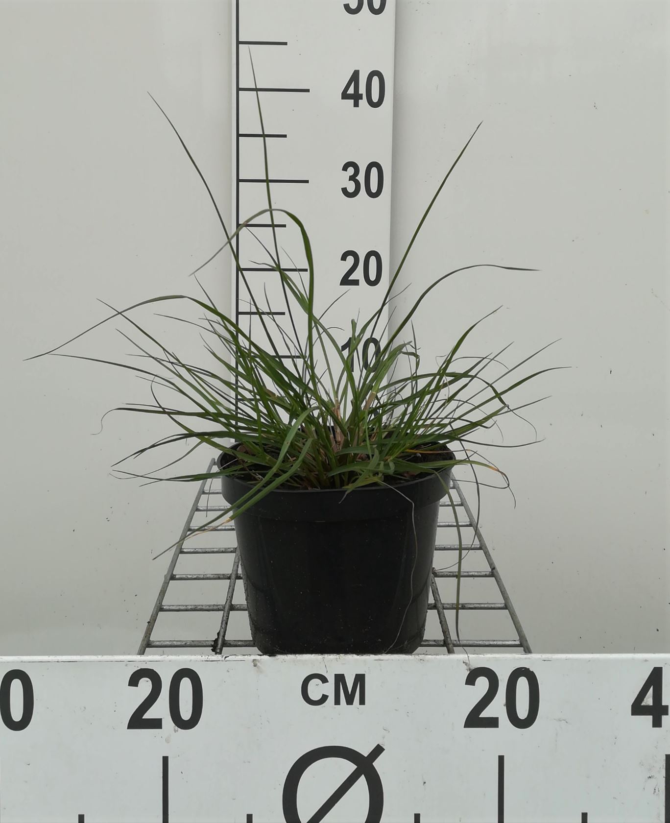 Pennisetum alopecuroides 'Hameln' - pot 1,5L