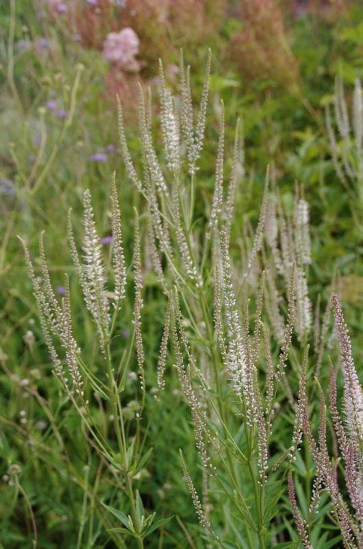 Plantenfiche-Veronicastrum-virginicum-Diana-