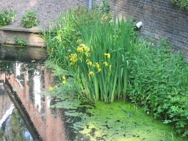 Plantenfiche-Iris-pseudacorus