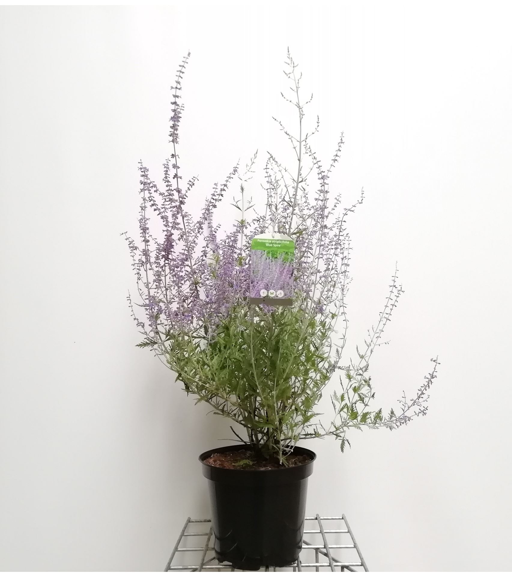 Perovskia 'Blue Spire' - pot 10L - 50-60 cm