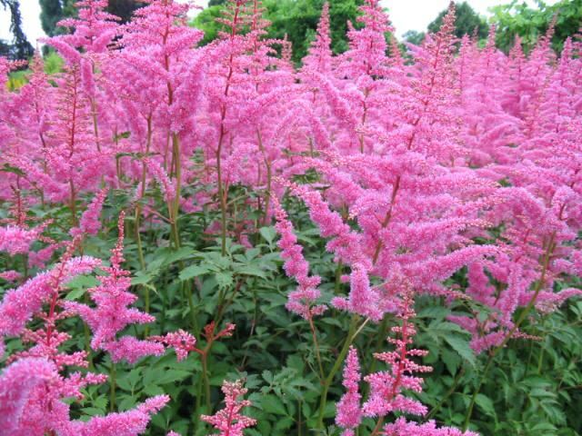 Plantenfiche-Astilbe-Cattleya-
