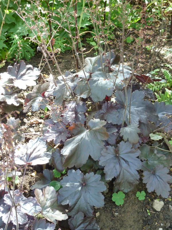 Plantenfiche-Heuchera-Obsidian-