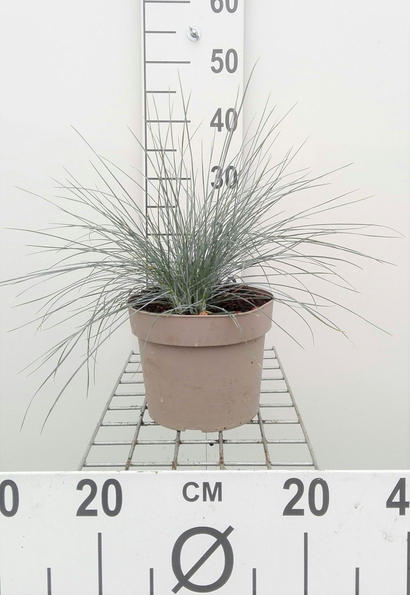 Festuca glauca - pot 3L