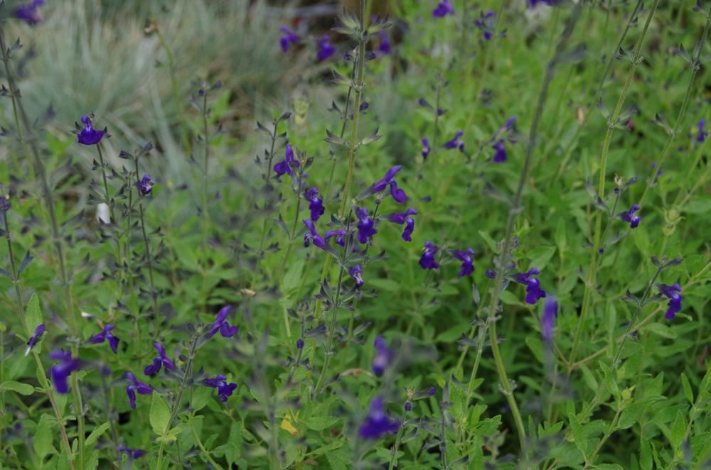 Plantenfiche-Salvia-microphylla-Blue-Monrovia-