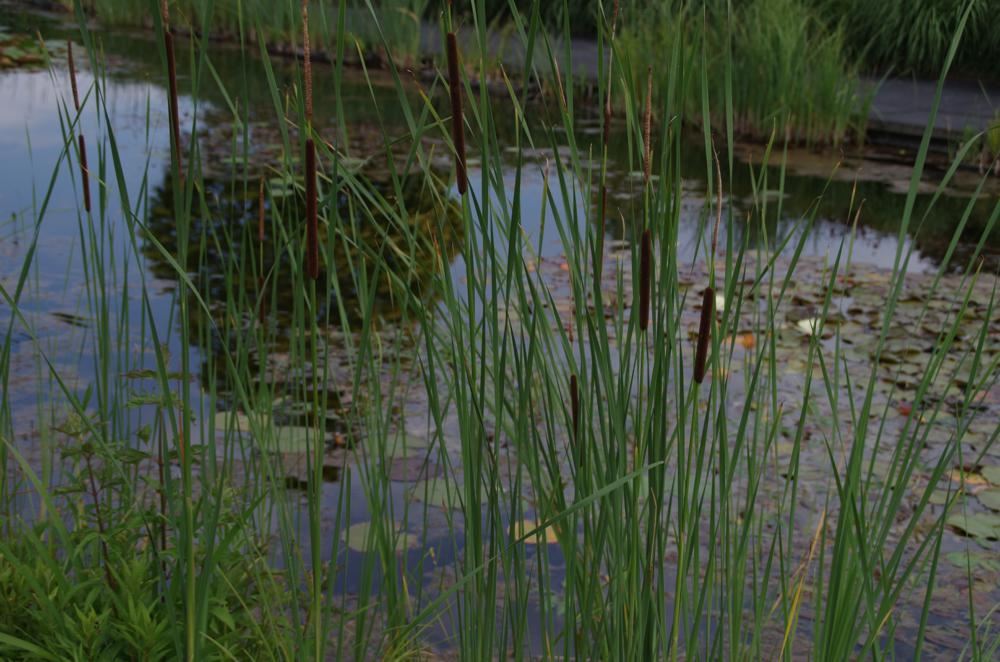 Plantenfiche-Typha-angustifolia