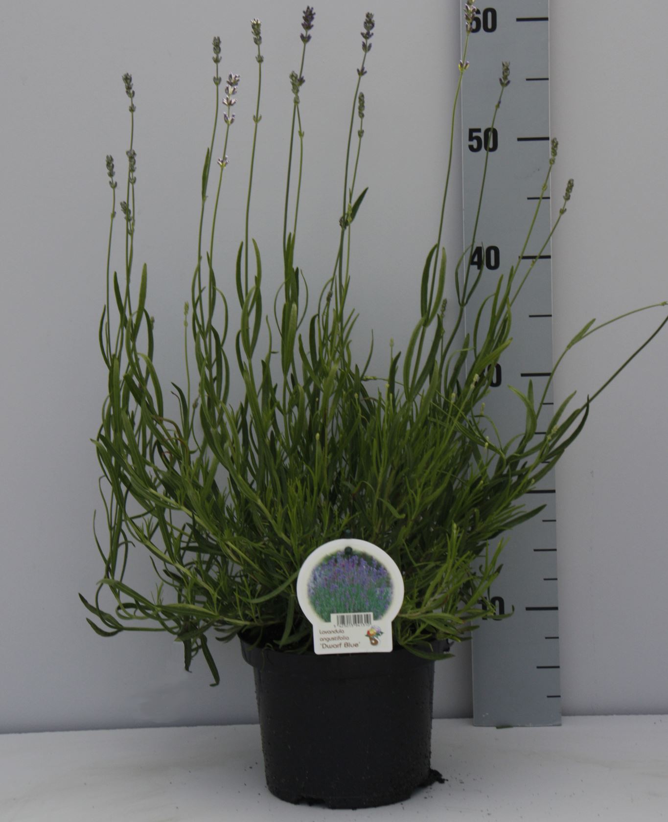 Lavandula angustifolia 'Dwarf Blue' - pot 2L (Lavender)