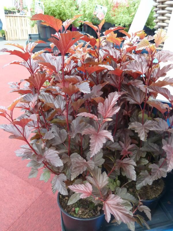 Plantenfiche-Physocarpus-opulifolius-HOOGI016-Little-Angel-