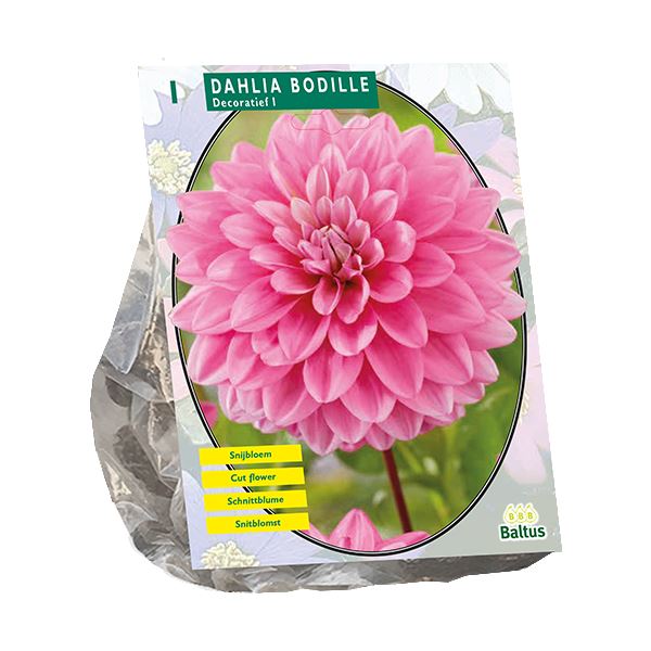 Dahlia-Decoratief-Bodille-per-1