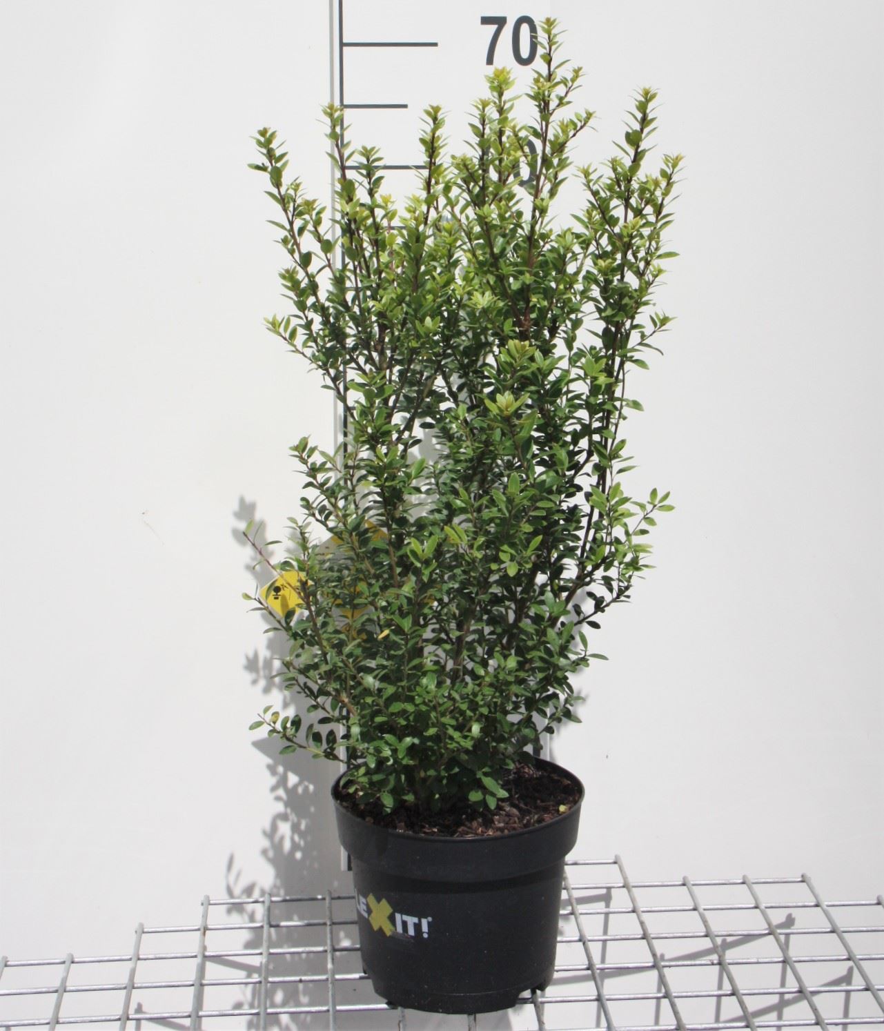 Ilex crenata 'Icoprins11' (Dark Green) - pot 3L - 30-40 cm - Touffu