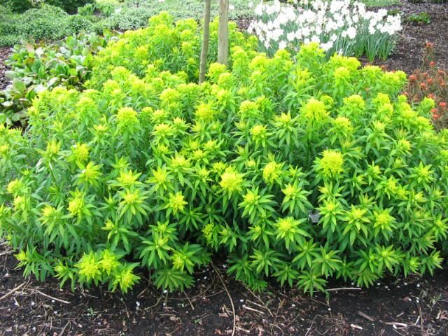 Plantenfiche-Euphorbia-palustris-Walenburg-s-Glorie-
