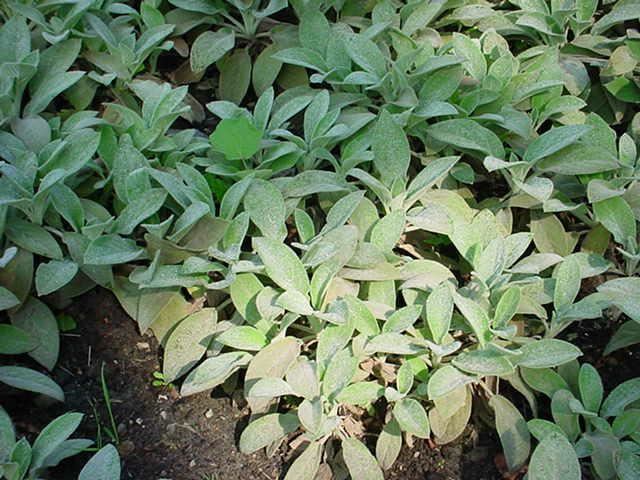 Plantenfiche-Stachys-byzantina-Big-Ears-