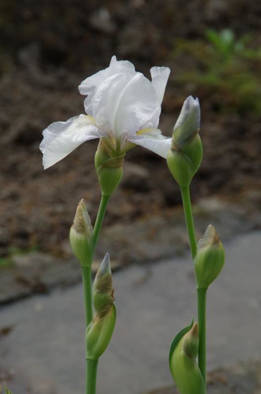 Plantenfiche-Iris-English-Cottage-