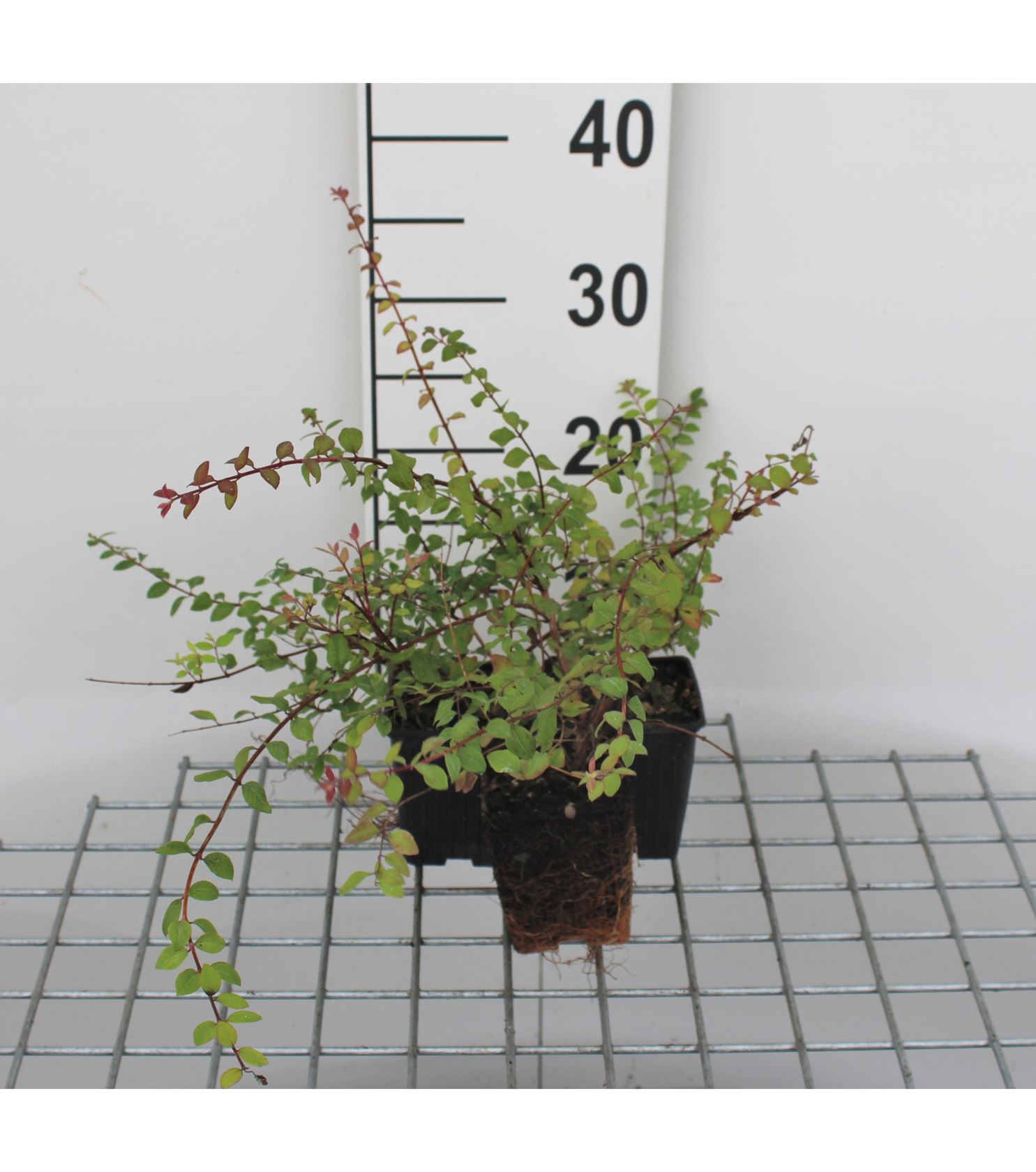 Symphoricarpos x chenaultii 'Hancock' - pot 9x9 cm - 15-20 cm