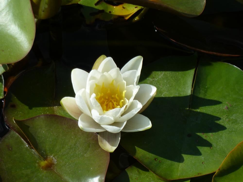 Plantenfiche-Nymphaea-Gladstoniana-