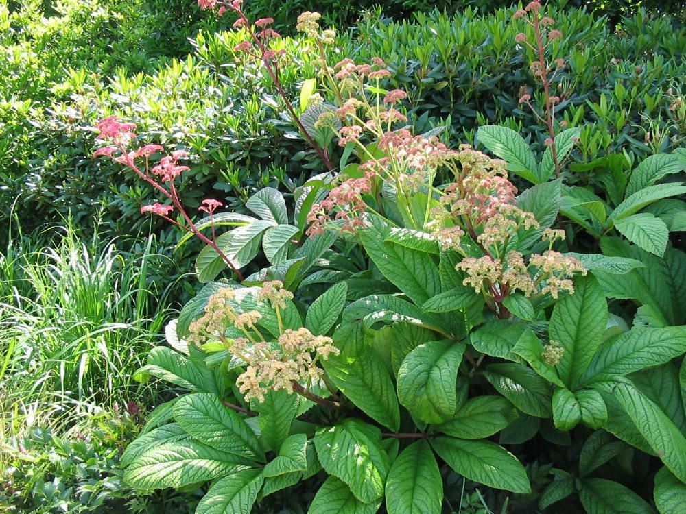 Plantenfiche-Rodgersia-pinnata