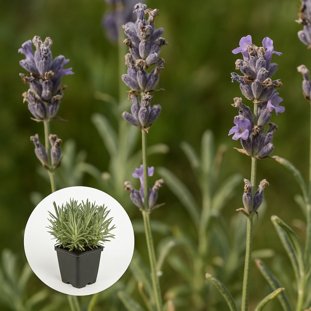 Lavandula-x-intermedia-Niko-Pure-Platinum-pot-9x9-cm