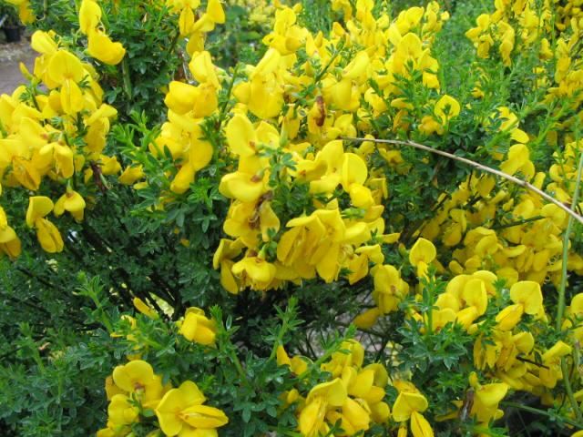 Plantenfiche-Cytisus-scoparius-Vanesse-