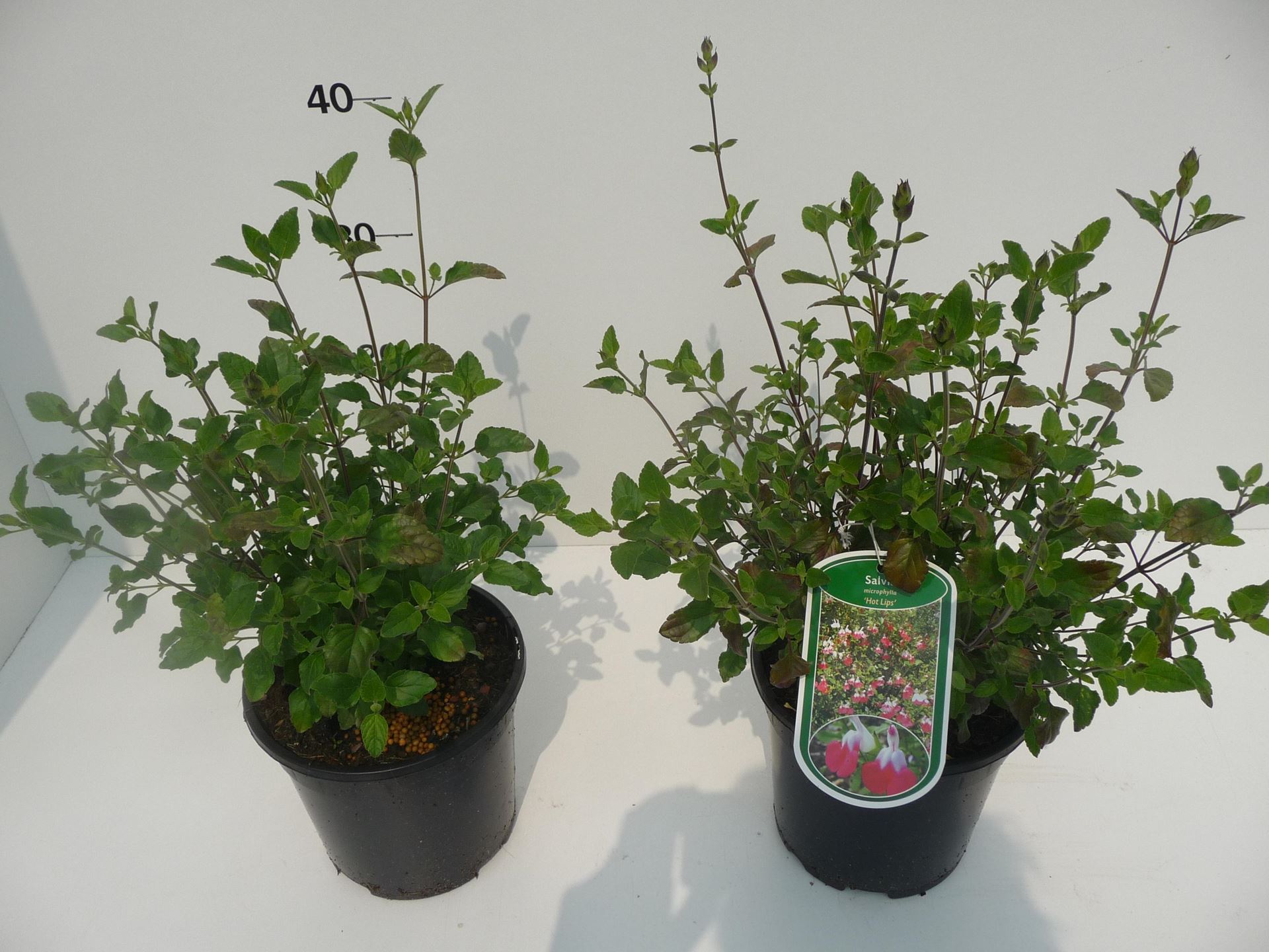 Salvia microphylla 'Hot Lips' - pot 2L