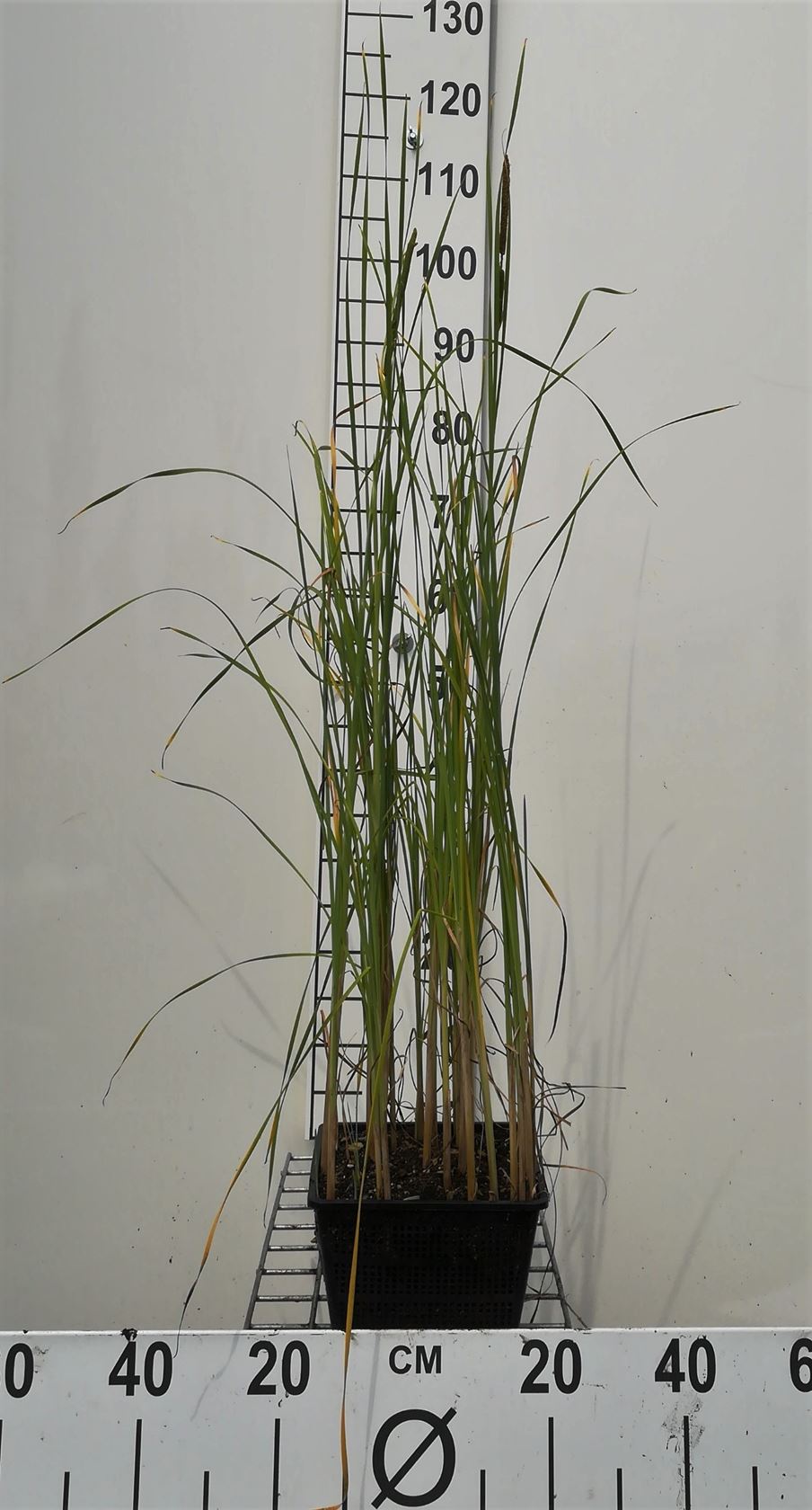 Typha angustifolia - watermand ø18 cm