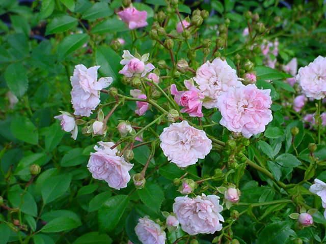 Plantenfiche-Rosa-The-Fairy-