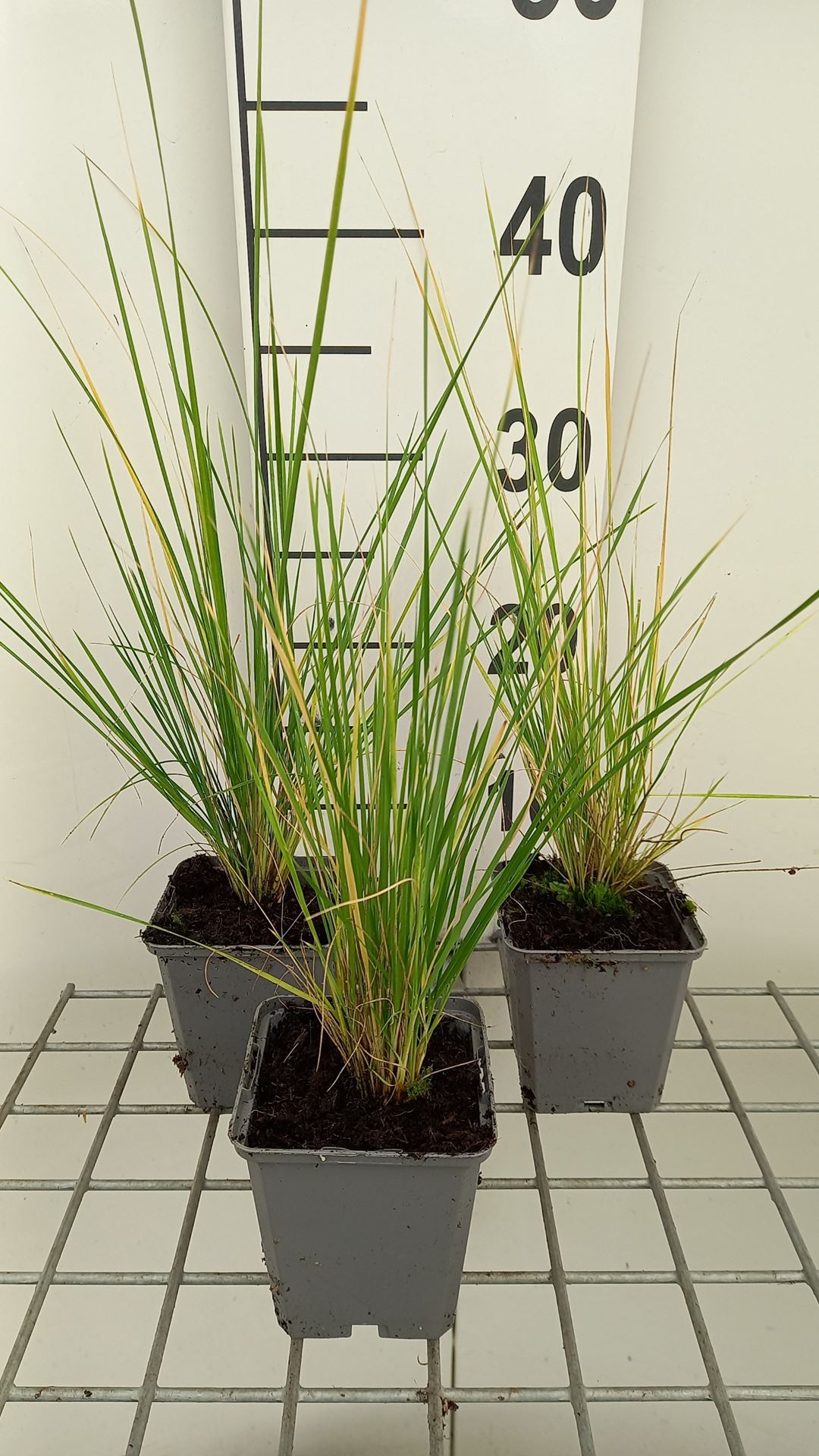 Stipa splendens - pot 9x9 cm