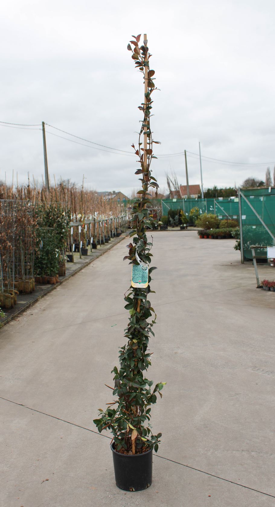 Trachelospermum jasminoides - pot 10L - 175-200 cm