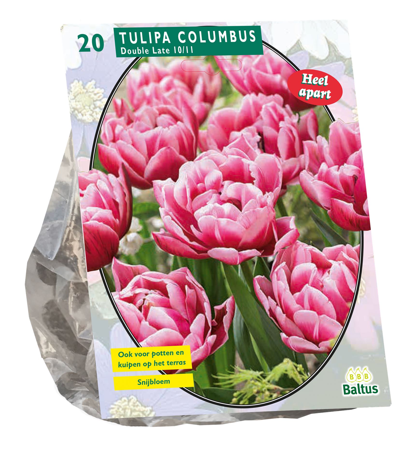 Tulipa-Dubbel-Laat-Columbus-per-20